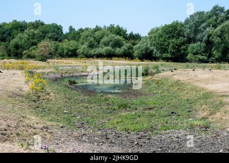 Dorney, Buckinghamshire, Großbritannien. 19.. Juli 2022. Der Roundmoor-Grabenstrom, der normalerweise von Rindern zum Trinken und Abkühlen genutzt wird, trocknet auf dem Dorney Common aus. Die Temperaturen in Dorney, Buckinghamshire, lagen heute Nachmittag bei über 40 Grad, da Großbritannien den heißesten Tag aller Zeiten verzeichnete. Quelle: Maureen McLean/Alamy Live News Stockfoto