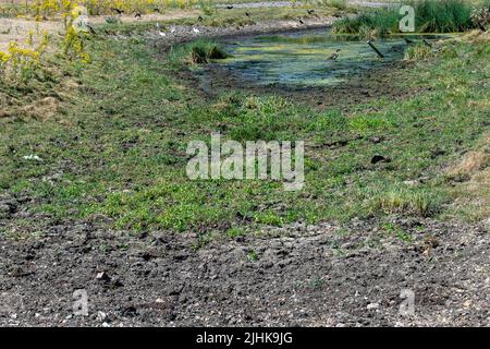 Dorney, Buckinghamshire, Großbritannien. 19.. Juli 2022. Der Roundmoor-Grabenstrom, der normalerweise von Rindern zum Trinken und Abkühlen genutzt wird, trocknet auf dem Dorney Common aus. Die Temperaturen in Dorney, Buckinghamshire, lagen heute Nachmittag bei über 40 Grad, da Großbritannien den heißesten Tag aller Zeiten verzeichnete. Quelle: Maureen McLean/Alamy Live News Stockfoto