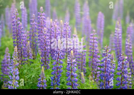 Nahaufnahme von violetten Lupinenblüten, lupinus, am Zeinissee, Silvretta Berge, Tirol, Österreich Stockfoto