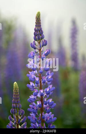 Nahaufnahme von violetten Lupinenblüten, lupinus, am Zeinissee, Silvretta Berge, Tirol, Österreich Stockfoto