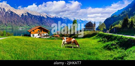 Idyllische Schweizer Naturlandschaft - grüne Wiesen mit Kühen, umgeben von Alpenbergen. Landschaftlich schöner Brienzer See, Iseltwald Dorf Stockfoto