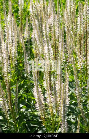 Veronicastrum virginicum 'Alboroseum', weiß, blühend, Kulturwurzel, blühend, Mehrjährig, Pflanze Stockfoto