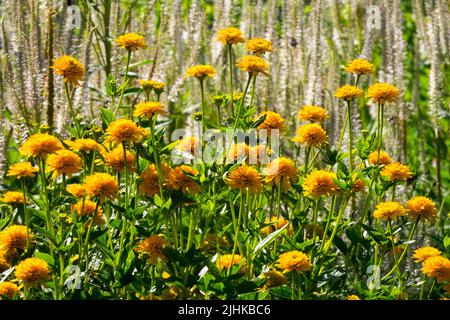 Falsche Sonnenblume, Heliopsis helianthoides 'Asahi' Stockfoto
