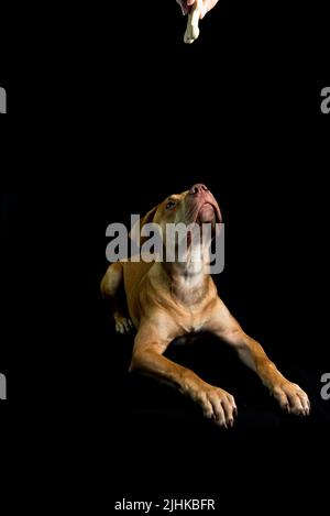 Porträt von braunen Pitbull Hund Blick auf schwarzen Hintergrund. Stadt Salvador, Bahia, Brasilien. Stockfoto