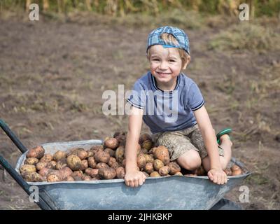 Boy kletterte auf einen Stapel von frisch gegrabenen Kartoffeln in eine Schubkarre geladen. Engagieren Sie sich in Bio-Landwirtschaft. Gute Ernte, kleiner Helfer. Bauernspiele. Sommer Stockfoto