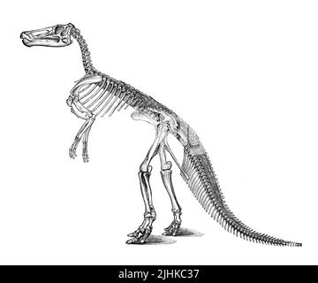 SKELETT DES CLAOSAUR, EINES DER VOGELARTIGEN DINOSAURIER aus der königlichen Naturgeschichte, HERAUSGEGEBEN VON RICHARD LYDEKKER Band V 1896 Stockfoto