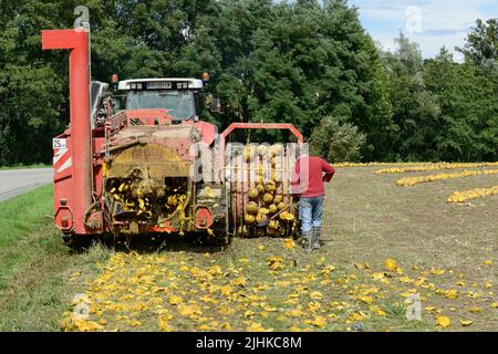 ÖSTERREICH Steiermark, Anbau von Ölkürbis, die Samen werden für die Verarbeitung von Kürbiskernöl verwendet, nach dem Zusammenschieben der Kürbisse werden sie mit Stachelwalzenwerkzeug aufgenommen und die Samen werden von den Früchten in der Erntemaschine getrennt / Österreich, Steiermark, Anbau von Kuerbis und Verarbeitung zu Kuerbiskernoel, erntet mit Traktor und Spezialerntemaschine, die Kürbisse werden in Reihen zusammen geschrieben, dann auf eine Stachelwalze der Erntemaschine aufgearbeitet und in der Maschine aufgenommen Stockfoto