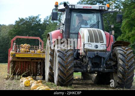 ÖSTERREICH Steiermark, Anbau von Ölkürbis, die Samen werden für die Verarbeitung von Kürbiskernöl verwendet, nach dem Zusammenschieben der Kürbisse werden sie mit Stachelwalzenwerkzeug aufgenommen und die Samen werden von den Früchten in der Erntemaschine getrennt / Österreich, Steiermark, Anbau von Kuerbis und Verarbeitung zu Kuerbiskernoel, erntet mit Traktor und Spezialerntemaschine, die Kürbisse werden in Reihen zusammen geschrieben, dann auf eine Stachelwalze der Erntemaschine aufgearbeitet und in der Maschine aufgenommen Stockfoto