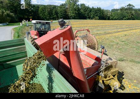 ÖSTERREICH Steiermark, Anbau von Ölkürbis, die Samen werden für die Verarbeitung von Kürbiskernöl verwendet, nach dem Zusammenschieben der Kürbisse werden sie mit Stachelwalzenwerkzeug aufgenommen und die Samen werden von den Früchten in der Erntemaschine getrennt / Österreich, Steiermark, Anbau von Kuerbis und Verarbeitung zu Kuerbiskernoel, erntet mit Traktor und Spezialerntemaschine, die Kürbisse werden in Reihen zusammen geschrieben, dann auf eine Stachelwalze der Erntemaschine aufgearbeitet und in der Maschine aufgenommen Stockfoto