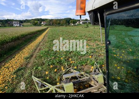 Österreich Steiermark, Anbau von Ölkürbissen, die Samen werden zur Verarbeitung von Kürbiskernöl verwendet, Ernte mit spezial rekonstruiertem Claas Mähdrescher / Oesterreich Steiermark, Anbau von Kürbis und Verarbeitung zu Kuerbiskernoel, Ernte mit einem speziellen umbauten Claas Maehdresser von Lohnunternehmer Karl Wilfing in Kopfingen Stockfoto