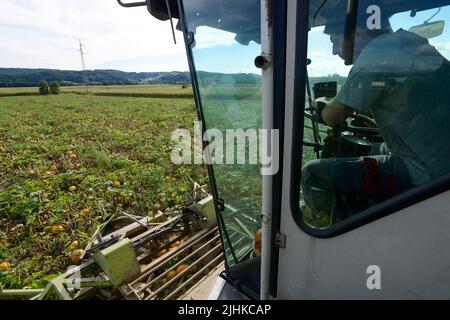 Österreich Steiermark, Anbau von Ölkürbissen, die Samen werden zur Verarbeitung von Kürbiskernöl verwendet, Ernte mit spezial rekonstruiertem Claas Mähdrescher / Oesterreich Steiermark, Anbau von Kürbis und Verarbeitung zu Kuerbiskernoel, Ernte mit einem speziellen umbauten Claas Maehdresser von Lohnunternehmer Karl Wilfing in Kopfingen Stockfoto