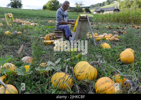 ÖSTERREICH, Steiermark, Anbau von Ölkürbissen, die Samen werden für die Verarbeitung von Kürbiskernöl verwendet, Kleinbauern schälen die Samen vom Kürbis manuell / Österreich, Steiermark, Anbau von Kürbis und Verarbeitung zu Kuerbiskernoel, Kleinbauer in Marensdorf bei der eher seltenen traditionellen Handernte und Verarbeitung Stockfoto