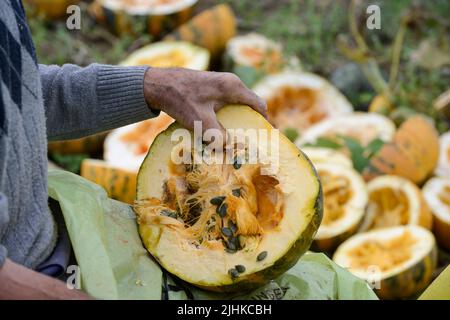 ÖSTERREICH, Steiermark, Anbau von Ölkürbissen, die Samen werden für die Verarbeitung von Kürbiskernöl verwendet, Kleinbauern schälen die Samen vom Kürbis manuell / Österreich, Steiermark, Anbau von Kürbis und Verarbeitung zu Kuerbiskernoel, Kleinbauer in Marensdorf bei der eher seltenen traditionellen Handernte und Verarbeitung Stockfoto