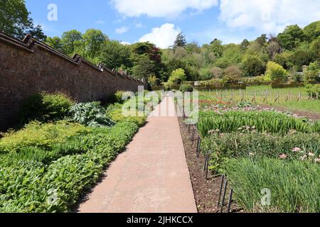 Ein Schotterweg verläuft entlang der ungewöhnlichen Stufenwirkung der Wand eines Küchengartens in einem englischen Herrenhaus in der Nähe von Tiverton in Devon. Pflanzen und Stockfoto