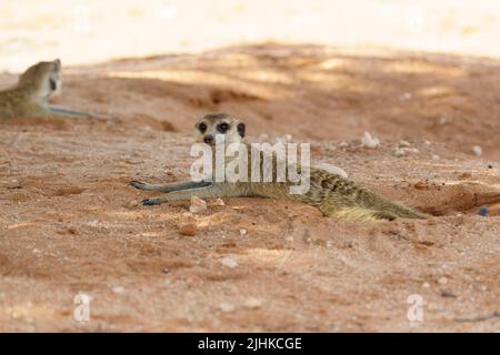 Niedliches Erdmännchen liegt auf dem Boden. Kalahari, Transfrontier National Park, Südafrika Stockfoto