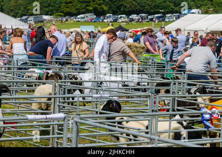 Bauern neigen zu ihren Schafen, während die Menge auf einer landwirtschaftlichen Show zuschaut. Stockfoto