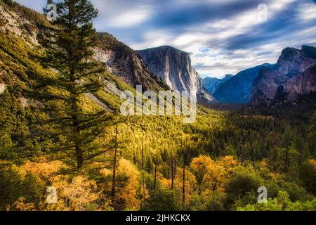 Der Wald im Yosemite Valley wird im Yosemite National Park, Kalifornien, zu Herbstfarben. Stockfoto