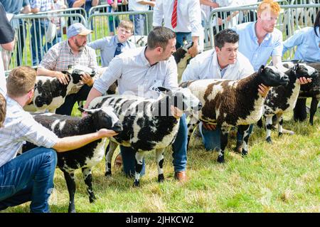 Die Bauern halten ihre jacobs-Schafe, um auf einer Landwirtschaftsmesse beurteilt zu werden Stockfoto