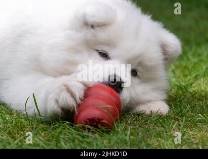 Samoyed Puppy Stockfoto