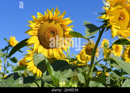 Niederaichbach, Deutschland. 19.. Juli 2022. Sonnenblumen, Blüte, Blüte. ?Sven Simon Photo Agency GmbH & Co. Press Photo KG # Princess-Luise-Str. 41 # 45479 M uelheim/R uhr # Tel 0208/9413250 # Fax. 0208/9413260 # GLS Bank # BLZ 430 609 67 # Konto 4030 025 100 # IBAN DE75 4306 0967 4030 0251 00 # BIC GENODEM1GLS # www.svensimon.net. Kredit: dpa/Alamy Live Nachrichten Stockfoto