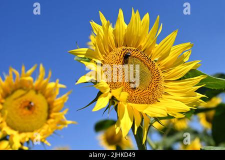 Niederaichbach, Deutschland. 19.. Juli 2022. Sonnenblumen, Blüte, Blüte. ?Sven Simon Photo Agency GmbH & Co. Press Photo KG # Princess-Luise-Str. 41 # 45479 M uelheim/R uhr # Tel 0208/9413250 # Fax. 0208/9413260 # GLS Bank # BLZ 430 609 67 # Konto 4030 025 100 # IBAN DE75 4306 0967 4030 0251 00 # BIC GENODEM1GLS # www.svensimon.net. Kredit: dpa/Alamy Live Nachrichten Stockfoto