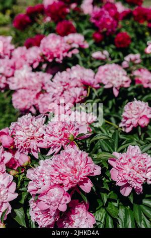 Blumenbeet aus rosa und roten Pfingstrosen. Schließen Stockfoto