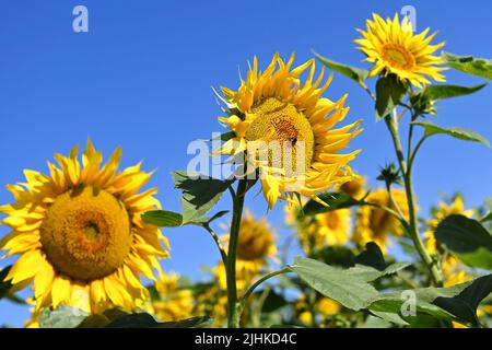 Niederaichbach, Deutschland. 19.. Juli 2022. Sonnenblumen, Blüte, Blüte. ?Sven Simon Photo Agency GmbH & Co. Press Photo KG # Princess-Luise-Str. 41 # 45479 M uelheim/R uhr # Tel 0208/9413250 # Fax. 0208/9413260 # GLS Bank # BLZ 430 609 67 # Konto 4030 025 100 # IBAN DE75 4306 0967 4030 0251 00 # BIC GENODEM1GLS # www.svensimon.net. Kredit: dpa/Alamy Live Nachrichten Stockfoto