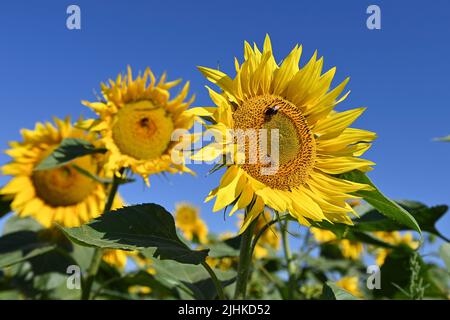 Niederaichbach, Deutschland. 19.. Juli 2022. Sonnenblumen, Blüte, Blüte. ?Sven Simon Photo Agency GmbH & Co. Press Photo KG # Princess-Luise-Str. 41 # 45479 M uelheim/R uhr # Tel 0208/9413250 # Fax. 0208/9413260 # GLS Bank # BLZ 430 609 67 # Konto 4030 025 100 # IBAN DE75 4306 0967 4030 0251 00 # BIC GENODEM1GLS # www.svensimon.net. Kredit: dpa/Alamy Live Nachrichten Stockfoto