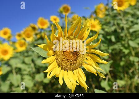 Niederaichbach, Deutschland. 19.. Juli 2022. Sonnenblumen, Blüte, Blüte. ?Sven Simon Photo Agency GmbH & Co. Press Photo KG # Princess-Luise-Str. 41 # 45479 M uelheim/R uhr # Tel 0208/9413250 # Fax. 0208/9413260 # GLS Bank # BLZ 430 609 67 # Konto 4030 025 100 # IBAN DE75 4306 0967 4030 0251 00 # BIC GENODEM1GLS # www.svensimon.net. Kredit: dpa/Alamy Live Nachrichten Stockfoto