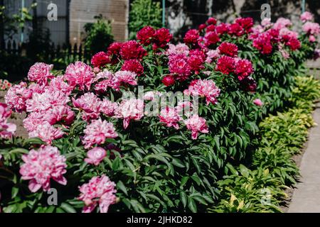 Blumenbeet aus rosa und roten Pfingstrosen Stockfoto