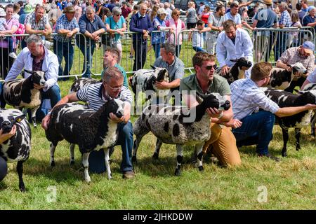 Die Bauern halten ihre jacobs-Schafe, um auf einer Landwirtschaftsmesse beurteilt zu werden Stockfoto