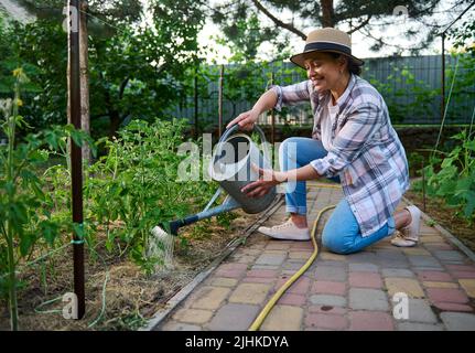 Inspirierende Bäuerin, die sich um gepflanzte Tomatensämlinge kümmert und Kulturpflanzen in einem Bio-Gemüsegarten wässert. Stockfoto