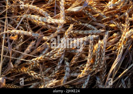 Gelbe Ähren von gereiften Weizen auf dem Feld Stockfoto