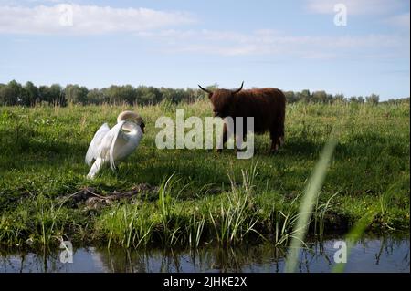 Schottische Highlander-Kuh im Amsterdamse Bos bei Amsterdam, Niederlande Stockfoto