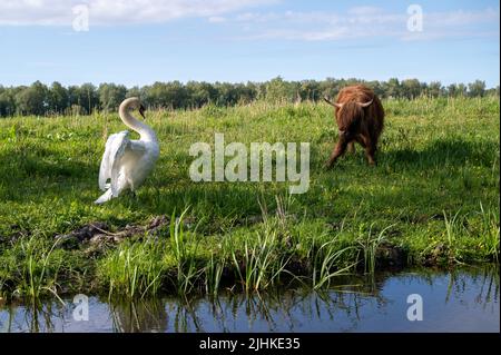 Schottische Highlander-Kuh im Amsterdamse Bos bei Amsterdam, Niederlande Stockfoto