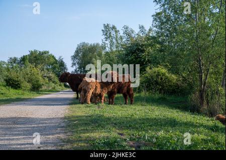 Schottische Highlander-Kuh im Amsterdamse Bos bei Amsterdam, Niederlande Stockfoto