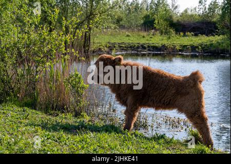 Schottische Highlander-Kuh im Amsterdamse Bos bei Amsterdam, Niederlande Stockfoto