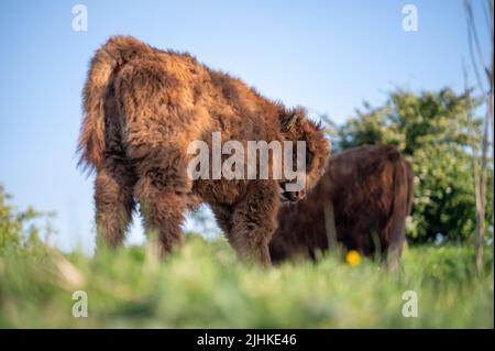 Schottische Highlander-Kuh im Amsterdamse Bos bei Amsterdam, Niederlande Stockfoto