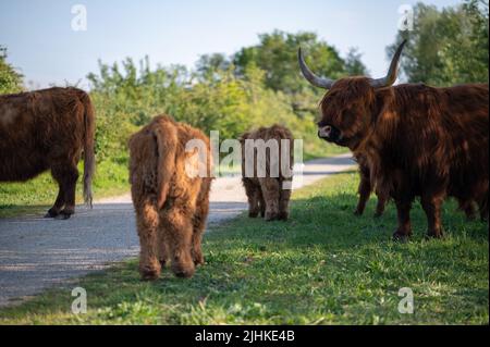 Schottische Highlander-Kuh im Amsterdamse Bos bei Amsterdam, Niederlande Stockfoto