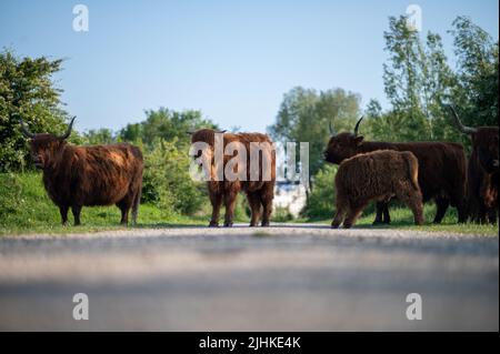 Schottische Highlander-Kuh im Amsterdamse Bos bei Amsterdam, Niederlande Stockfoto