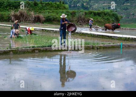 (220719) -- QINGTIAN, 19. Juli 2022 (Xinhua) -- Ein Landwirt gibt Fischbraten in ein Reisfeld in der Gemeinde Xiaozhoushan, Bezirk Qingtian, ostchinesische Provinz Zhejiang, 11. Juni 2020 frei. Das Reis-Fisch-Kokultur-System in Qingtian hat eine Geschichte von mehr als 1.300 Jahren und wurde in die weltweit erste Gruppe der Global Important Agricultural Heritage Systems (GIAHS) aufgenommen, die 2005 von der Ernährungs- und Landwirtschaftsorganisation der Vereinten Nationen (FAO) ernannt wurde. Qingtian, im Südwesten von Zhejiang, verfügt über ausreichende Wasserressourcen und eine terrassenförmige Landschaft. Das Reis-Fisch-Kokultur-System Stockfoto