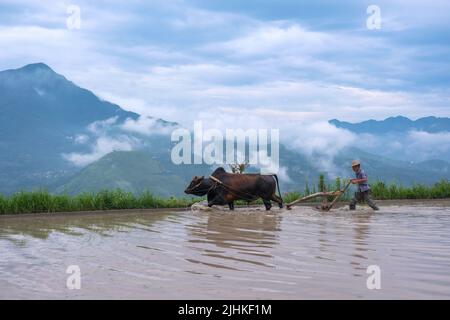 (220719) -- QINGTIAN, 19. Juli 2022 (Xinhua) -- Ein Bauer pflügt das Reisfeld in der Gemeinde Xiaozhoushan, Bezirk Qingtian, ostchinesische Provinz Zhejiang, 11. Juni 2020. Das Reis-Fisch-Kokultur-System in Qingtian hat eine Geschichte von mehr als 1.300 Jahren und wurde in die weltweit erste Gruppe der Global Important Agricultural Heritage Systems (GIAHS) aufgenommen, die 2005 von der Ernährungs- und Landwirtschaftsorganisation der Vereinten Nationen (FAO) ernannt wurde. Qingtian, im Südwesten von Zhejiang, verfügt über ausreichende Wasserressourcen und eine terrassenförmige Landschaft. Das Reis-Fisch-Kokultur-System kann ha bringen Stockfoto