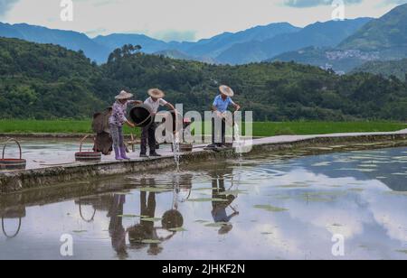 (220719) -- QINGTIAN, 19. Juli 2022 (Xinhua) -- Bauern lassen Fischbraten auf einem Reisfeld in der Gemeinde Xiaozhoushan, Landkreis Qingtian, ostchinesische Provinz Zhejiang, 11. Juni 2020. Das Reis-Fisch-Kokultur-System in Qingtian hat eine Geschichte von mehr als 1.300 Jahren und wurde in die weltweit erste Gruppe der Global Important Agricultural Heritage Systems (GIAHS) aufgenommen, die 2005 von der Ernährungs- und Landwirtschaftsorganisation der Vereinten Nationen (FAO) ernannt wurde. Qingtian, im Südwesten von Zhejiang, verfügt über ausreichende Wasserressourcen und eine terrassenförmige Landschaft. Das Kokultur-System von Reis und Fisch Stockfoto