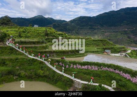 (220719) -- QINGTIAN, 19. Juli 2022 (Xinhua) -- auf diesem Luftfoto feiern die Dorfbewohner in traditionellen Kostümen, während sie anfangen, Fischbraten in Reisfeldern in Xiaozhoushan, Bezirk Qingtian, ostchinesische Provinz Zhejiang, zu pflügen und freizugeben, 11. Juni 2020. Das Reis-Fisch-Kokultur-System in Qingtian hat eine Geschichte von mehr als 1.300 Jahren und wurde in die weltweit erste Gruppe der Global Important Agricultural Heritage Systems (GIAHS) aufgenommen, die 2005 von der Ernährungs- und Landwirtschaftsorganisation der Vereinten Nationen (FAO) ernannt wurde. Qingtian, im südwestlichen Teil von Zhejiang, hat Stockfoto