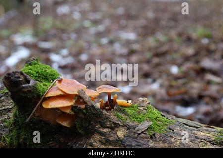 Samthaken im Winterwald, Flammulina filiformis Stockfoto