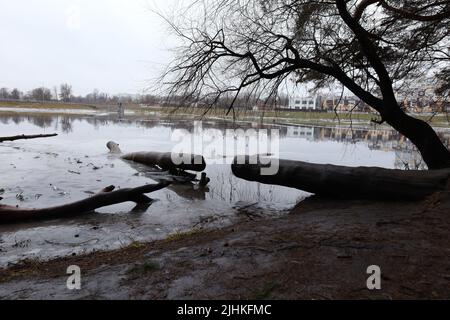 Pinienwald nach einem Sturm, viele umgestürzte Bäume Stockfoto