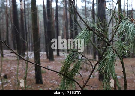 Nadelnadeln mit Regenwald, Nadelnadeln in einem Regenwald Stockfoto