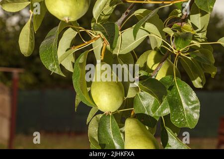 Bio-Birnen im Garten. Nahaufnahme der Äste der Birne mit Blättern unter Sonnenlicht. Stockfoto