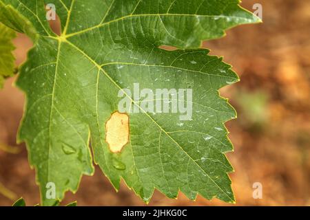 Das Weinblatt ist von einer gefährlichen Krankheit betroffen. Das Blatt ist teilweise von Mehltau betroffen. Plasmopara viticola Stockfoto