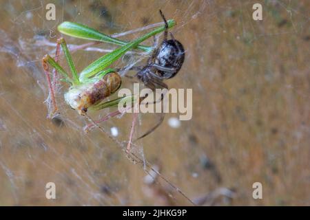 Grüner Greifling im Spinnennetz am Gartentor gesprenkelte Buschkricket (leptophyes punctatissima) kleine schwarze Punkte, die den Körper bedecken, hat lange spindelige Beine Stockfoto